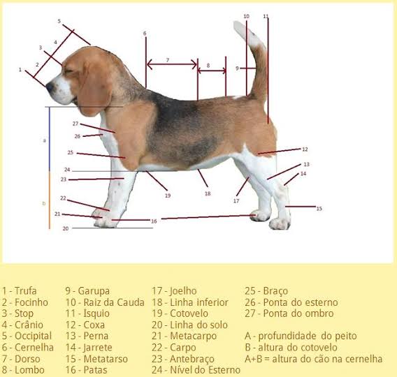 Padrão Perfeito da Raça